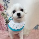 댕댕스토리 이미지