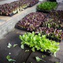 제주민속오일장 이미지