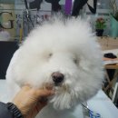 그루밍 캐나다 네이버블로그