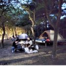 성동 서울숲 여름캠핑장 이미지