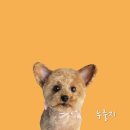 야옹아멍멍해봐 김포운양점 | 김포애견미용 : 세심하고 꼼꼼하게 잘해주는 야옹아멍멍해봐 김포운양점