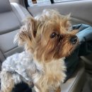 위드 더 독 | 남자친구 생일기념, 강아지 동반 1박2일 가평여행