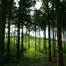 축령산편백나라 이미지