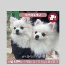 루이&DOGS 이미지