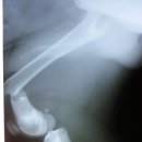 안정현동물병원 이미지