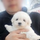 짜루펫 | 당진에서 맺어준 소중한 인연, 뽀송한 매력의 비숑 짜루가 가족이 되었습니다!