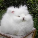 몽실몽실 Daum카페