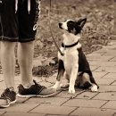 분당데이지동물병원 이미지