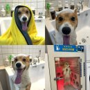 다다펫스파 이미지