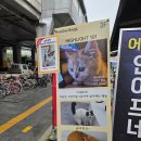 로켓고양이 | 건대 데이트코스 고양이 카페 우주로켓 후기
