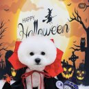 구미산동 애견미용 눈부시개 이미지