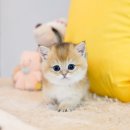 왕십리 고양이 위너펫 24시 이미지