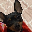 리라동물병원 이미지