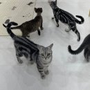 별다방 야옹이 이미지