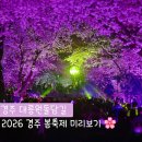 2024 경주 대릉원돌담길 벚꽃축제 | 경주 벚꽃명소 대릉원 돌담길 축제 일정 변경!