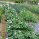 송악산 숲길 이미지