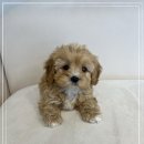 창원강아지분양 헬스독 애견입양 말티푸들포메라니안미니비숑 | 집안 정적을 깨는 부산 강아지분양 부산강아지분양 헬스독 애견입양 말티푸들포메라니안미니비숑