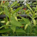 수정화원 이미지