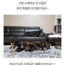 오늘(19년 3월 17일) 동물농장 도베르만 11남매 업자의혹 +지금은 해당글 삭제 +견주해명글추가 이미지