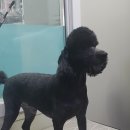 더폼나고 더폼나개 이미지