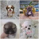 아이러브독 강아지 부천점 이미지