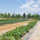 오백농장 이미지