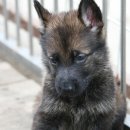 셰퍼트 분양 이미지