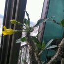 파키포디움속 덴시플로럼 꽃을보니 황금종꽃이 생각나네요 이미지