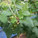 형제농원 이미지