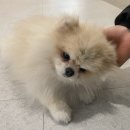 복복 네이버블로그