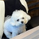 애견콜 | 부산오리고기맛집 가야 서가네오리 애견동반 후기ㅣ오리백숙이랑 오리불고기 대추천