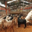 남원흑염소농장 2농장 이미지