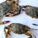 신토불이 이미지