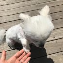 반려견 셀프미용 이미지