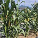 부곡리부동산공인중개사사무소 이미지