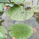 사암리 선돌 이미지