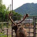 송악사슴농장 이미지