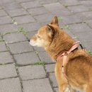 평강공주 | 안성 평강공주 보호소 강아지 임보 후기-반지코(3)