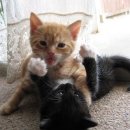 치피치피 이미지