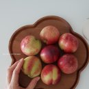 선도농장 | 제철 신비복숭아 고씨네농장 지금 선도, 맛 최고!