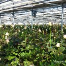 대륜농장 이미지