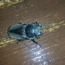 돌배나무집민박 이미지