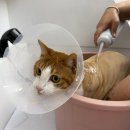 고양이 무마취 미용 냥털도둑 | [대구 달서구] 대구 달서구 고양이 미용 무마취 미용 &#34; 뽀솜뽀솜 &#34; 방문후기