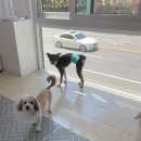 축복애견호텔미용 | 곳이 되었습니다. | 호텔과 미용을 하고 왔어요!(위치,운영시간,가격,주차,애견호텔후기,애견미용후기)