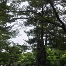 방림원 식물원 Daum카페