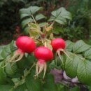 가곡마당 이미지