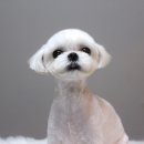 멍분의 멍 이미지