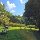 피톤치드 이미지