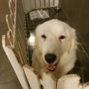 애견카페왕 이미지