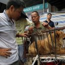 Fall in dog 이미지